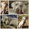 Tully Collage (Medium)